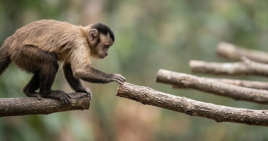 Monkey choosing its first branch among many paths, illustrating innovation market positioning and the importance of selecting a beachhead market.
